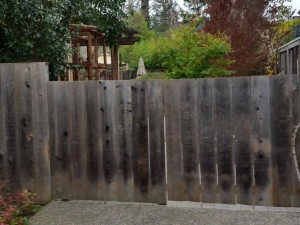 Redwood fence before restoration